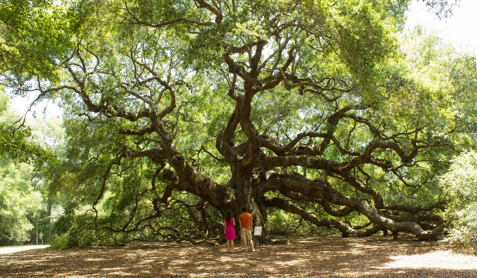 Angel Oak tree on Johns Island near Charleston